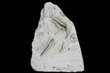 Ediacaran Aged Fossil Worms (Sabellidites) - Estonia #73523-1